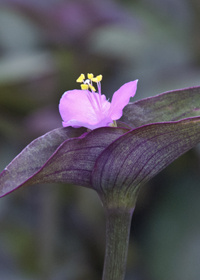 Setcresea pallida Blue Sue